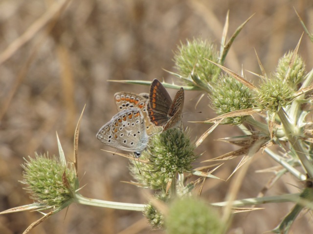 Polyommatus icarus/celina?